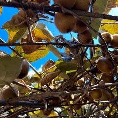 受付終了②キウイ１袋５個入り(無農薬)の画像