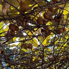 受付終了②キウイ１袋５個入り(無農薬)の画像