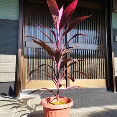 コルジリネの画像