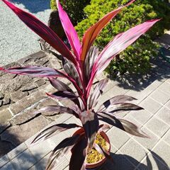 コルジリネの画像