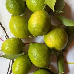 無農薬　国産 レモンの画像
