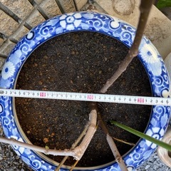 青白龍柄の陶器鉢の画像