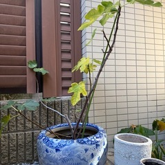 青白龍柄の陶器鉢の画像