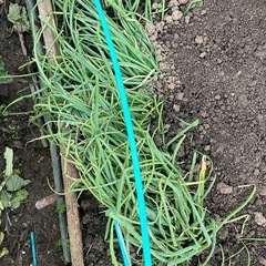 早生　玉ねぎ　苗(無農薬)の画像