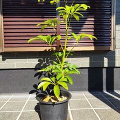 カポックの画像