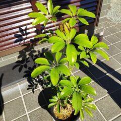 カポックの画像