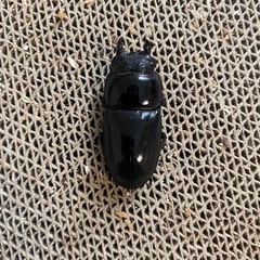 パラワンオオヒラタの画像