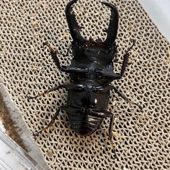 パラワンオオヒラタの画像