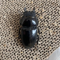 パラワンオオヒラタの画像