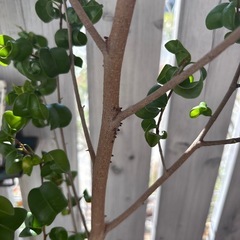 ベンジャミンバロックの画像