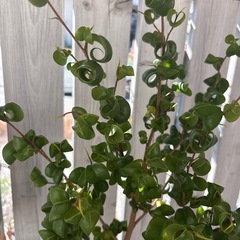 ベンジャミンバロックの画像