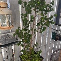 ベンジャミンバロックの画像