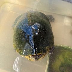 カメの里親募集