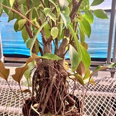 観葉植物2点セット　ガジュマル、ウンベラータの画像