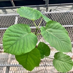 観葉植物2点セット　ガジュマル、ウンベラータの画像