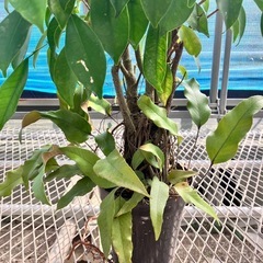 観葉植物2点セット　ガジュマル、ウンベラータの画像