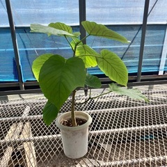 観葉植物2点セット　ガジュマル、ウンベラータの画像