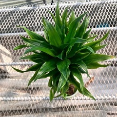 観葉植物2点セット　モンステラ、ドラセナコンパクタの画像