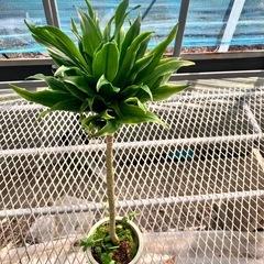 観葉植物2点セット　モンステラ、ドラセナコンパクタの画像