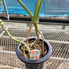 観葉植物2点セット　モンステラ、ドラセナコンパクタの画像