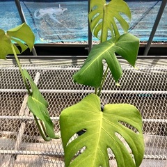 観葉植物2点セット　モンステラ、ドラセナコンパクタの画像