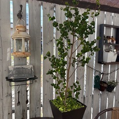 ベンジャミンバロックの画像