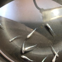 清流きりゅう②🐟若魚10匹の画像