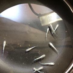 清流きりゅう②🐟若魚10匹の画像