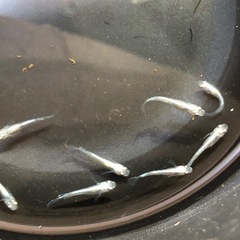 清流きりゅう②🐟若魚10匹の画像