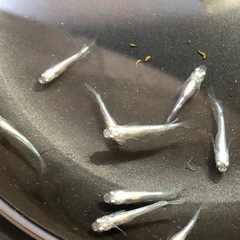 清流きりゅう②🐟若魚10匹の画像