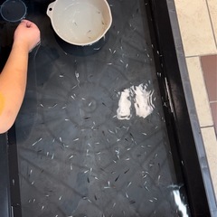 未経験歓迎 副業OK！月1回〜◎ 未経験歓迎 イベントスタッフ、ネット販売スタッフ、養魚場スタッフ募集中！新潟市 五泉市 アルバイト パート 業務委託 改良メダカ めだかの画像