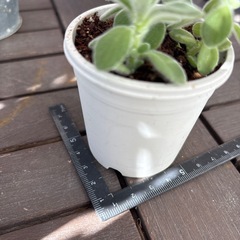 多肉　アロマティカス①の画像