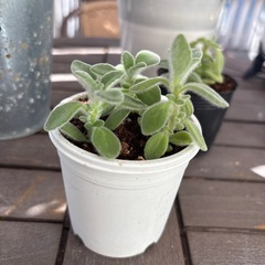 多肉　アロマティカス①の画像