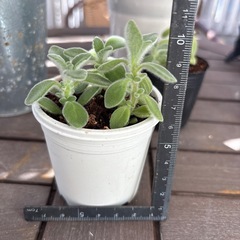 多肉　アロマティカス①の画像