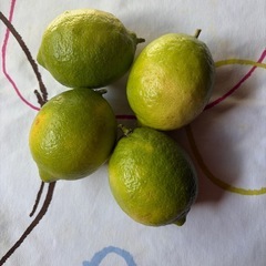 無農薬　国産 レモンの画像