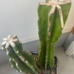 柱サボテン🌵の画像
