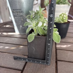 多肉　アロマティカス②の画像