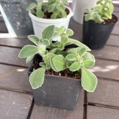 多肉　アロマティカス②の画像