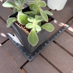 多肉　アロマティカス②の画像