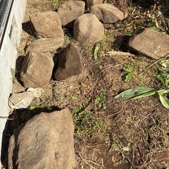 カネノナルキ、キダチアロエ、庭石などの画像