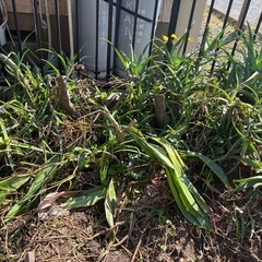 カネノナルキ、キダチアロエ、庭石などの画像