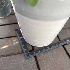 多肉　アロマティカス③の画像