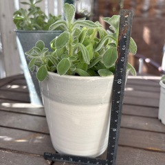 多肉　アロマティカス③の画像