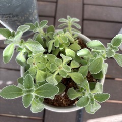 多肉　アロマティカス③の画像