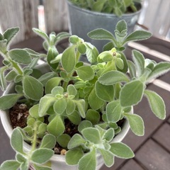 多肉　アロマティカス③の画像