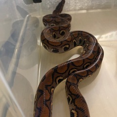 【相談中】ブラジルレインボーボア