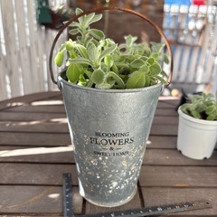 多肉　アロマティカス④の画像