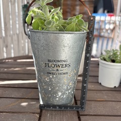 多肉　アロマティカス④の画像