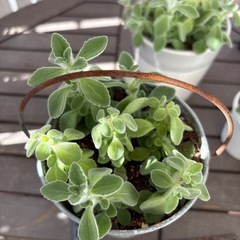 多肉　アロマティカス④の画像