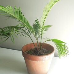 ソテツ 素焼き鉢植えの画像